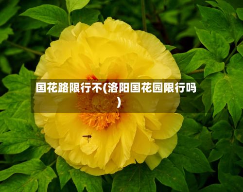国花路限行不(洛阳国花园限行吗)-第3张图片