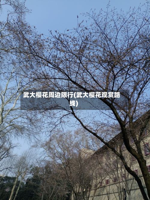 武大樱花周边限行(武大樱花观赏路线)